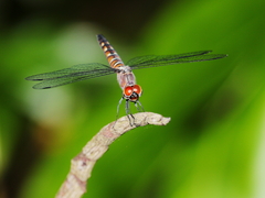 Brachydiplax duivenbodei