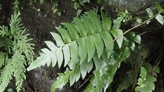 Polystichum lepidocaulon