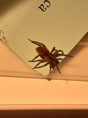 Trochosa
