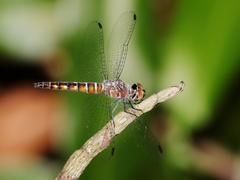 Brachydiplax duivenbodei