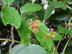 Polyscias australiana