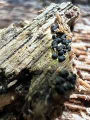 Rosellinia