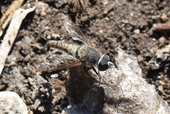 Aphoebantus