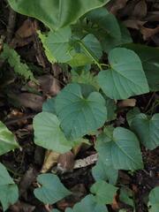Cissus verticillata