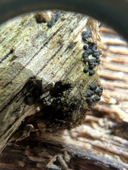 Rosellinia