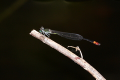 Argiocnemis rubescens