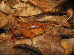 Ceuthophilus maculatus