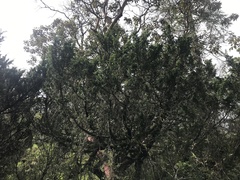Juniperus monticola