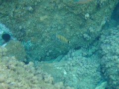 Diplodus puntazzo