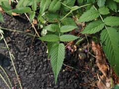 Rubus croceacanthus