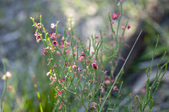 Daviesia brevifolia