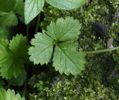 Potentilla hebiichigo