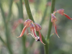 Daviesia brevifolia