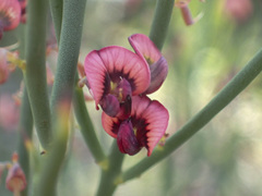 Daviesia brevifolia