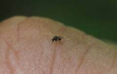 Forcipomyia taiwana