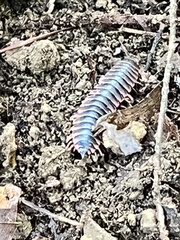 Diplopoda