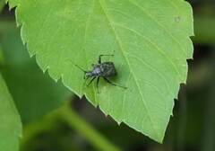 Proboscidocoris malayus