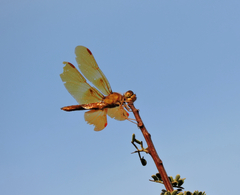 Perithemis intensa