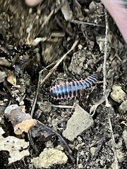 Diplopoda