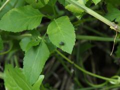 Proboscidocoris malayus