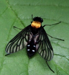 Chrysopilus thoracicus