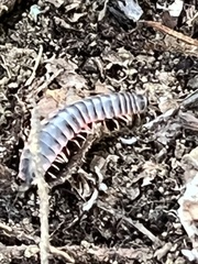 Diplopoda