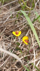 Bossiaea prostrata
