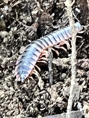 Diplopoda
