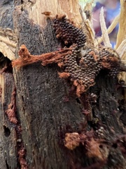 Metatrichia vesparium