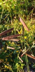 Bouteloua barbata