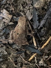 Rhinella alata