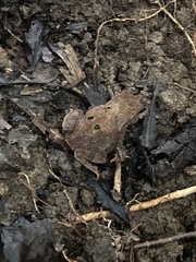 Rhinella alata