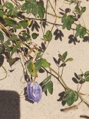Centrosema brasilianum