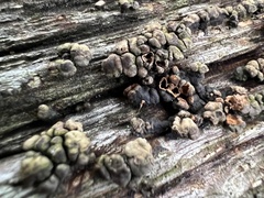 Xylobolus frustulatus