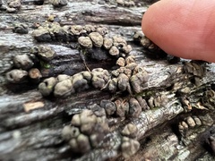 Xylobolus frustulatus