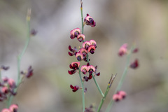 Daviesia brevifolia