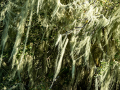 Usnea longissima
