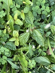 Oxalis
