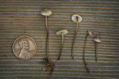 Mycena amicta