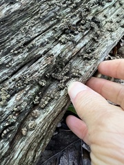 Xylobolus frustulatus