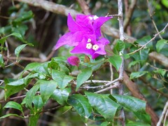 Bougainvillea glabra