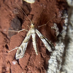 Lineodes interrupta