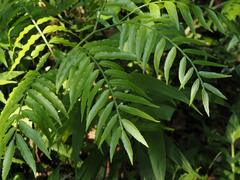 Angiopteris lygodiifolia