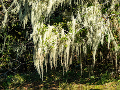 Usnea longissima