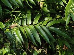 Angiopteris lygodiifolia