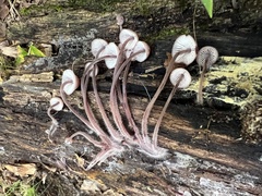 Mycena sanguinolenta