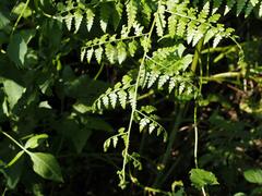 Microlepia nepalensis