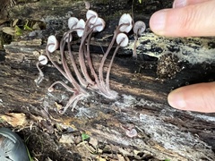 Mycena sanguinolenta