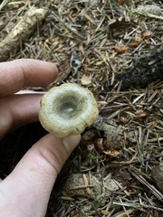 Lactarius aurantiosordidus