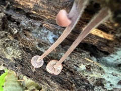 Mycena sanguinolenta